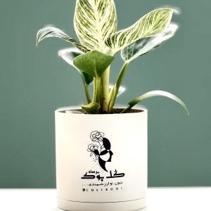 فیلو دندرون برکین