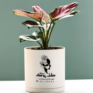 آگلونما قرمز