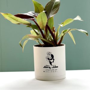 فیلودندرون پرتقالی