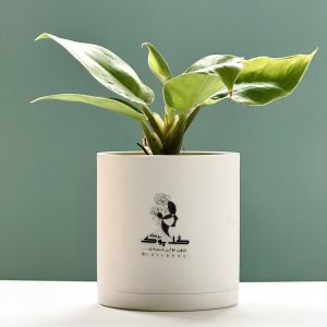 فیلودندرون لیمویی