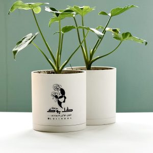 گیاه برگ انجیری